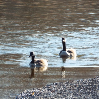 Canadian Geese