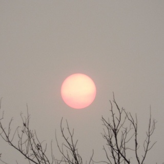  Sun setting in a tree